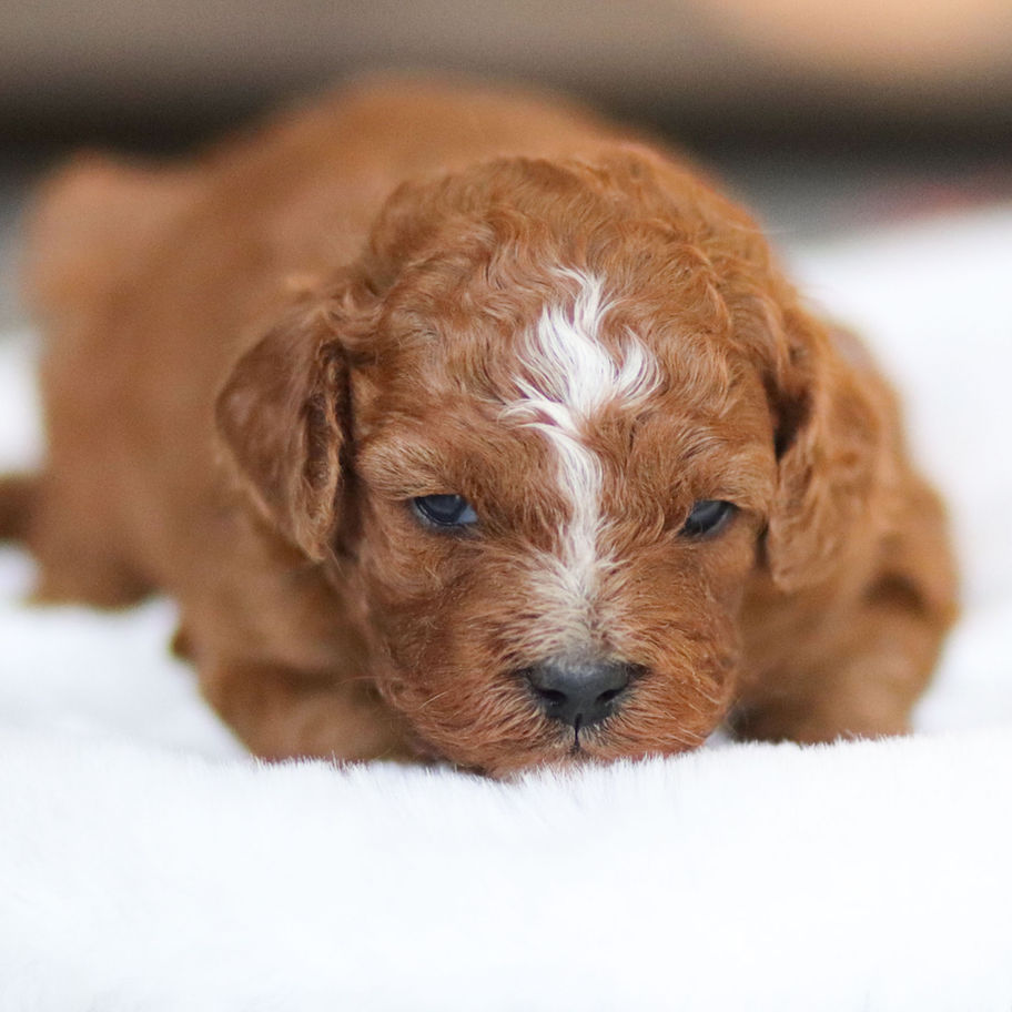 Apricot F1b Cavapoo female puppy Bella lying down indoors