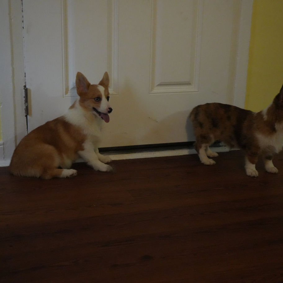 Sarah red and white female Corgi puppy available for sale playing indoors with another puppy