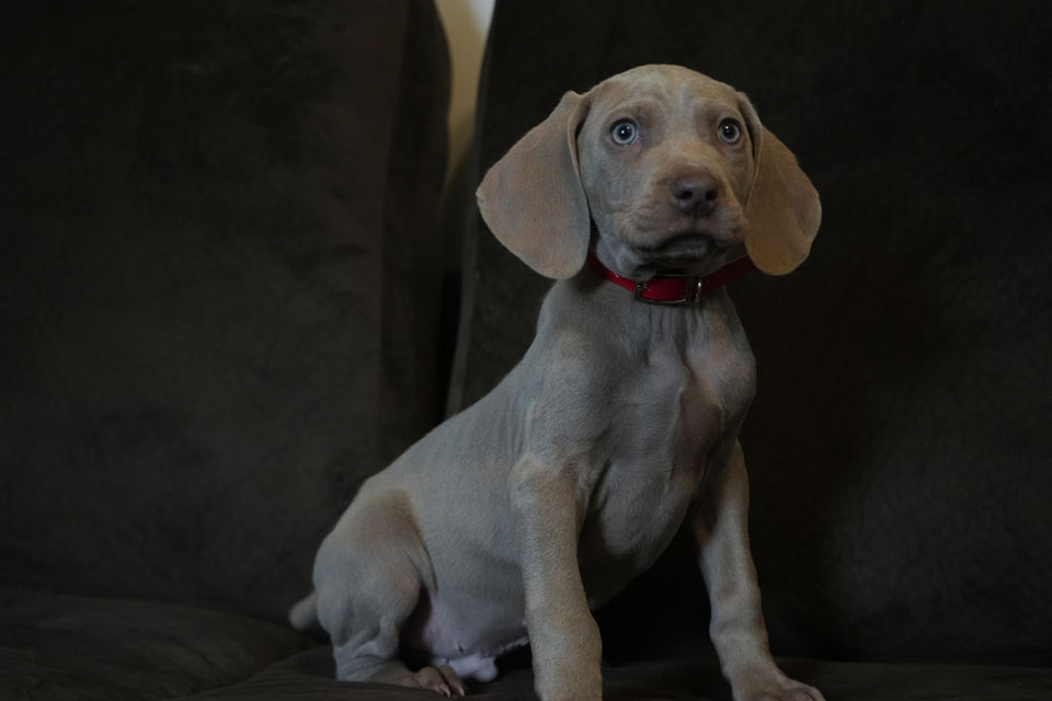 silver gray weimaraner puppy for sale in Jonestown PA