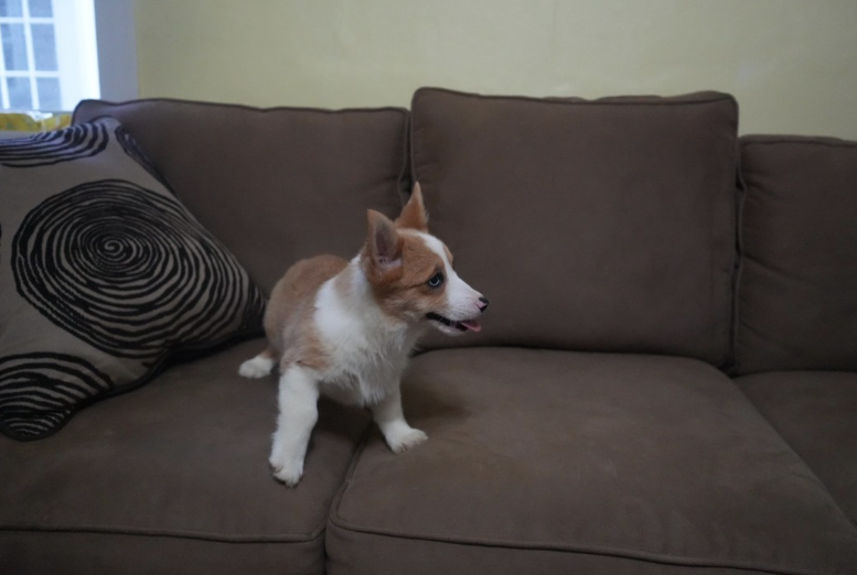 Female merle corgi puppy resting on hardwood floor, PA breeder