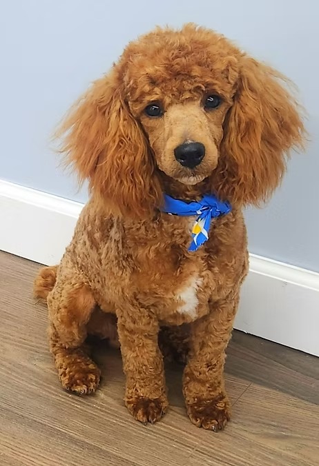 Zane, an AKC-registered red Miniature Poodle sire at KB Goldstar Cavapoos