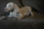 Silver Grey Weim puppy for sale near Hershey PA