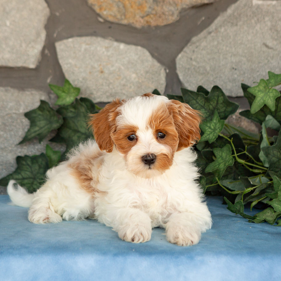 Khloe, white and apricot female Maltipoo puppy, resting on a blue blanket