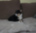 Samantha Pembroke Welsh Corgi puppy for adoption indoors