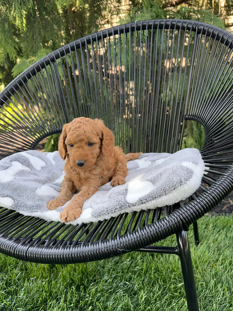 Ace relaxing on an outdoor chair at Willow Meadow Doodles in Ephrata Pennsylvania