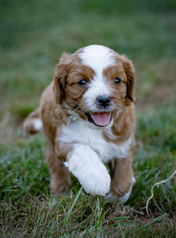 Apricot and Cream Cavapoo Puppy playing outside at Winnsom Puppies