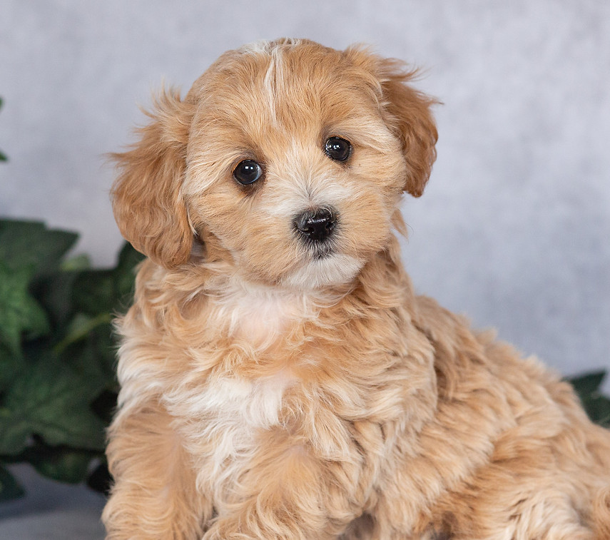 Mila female maltipoo for sale (3).jpg