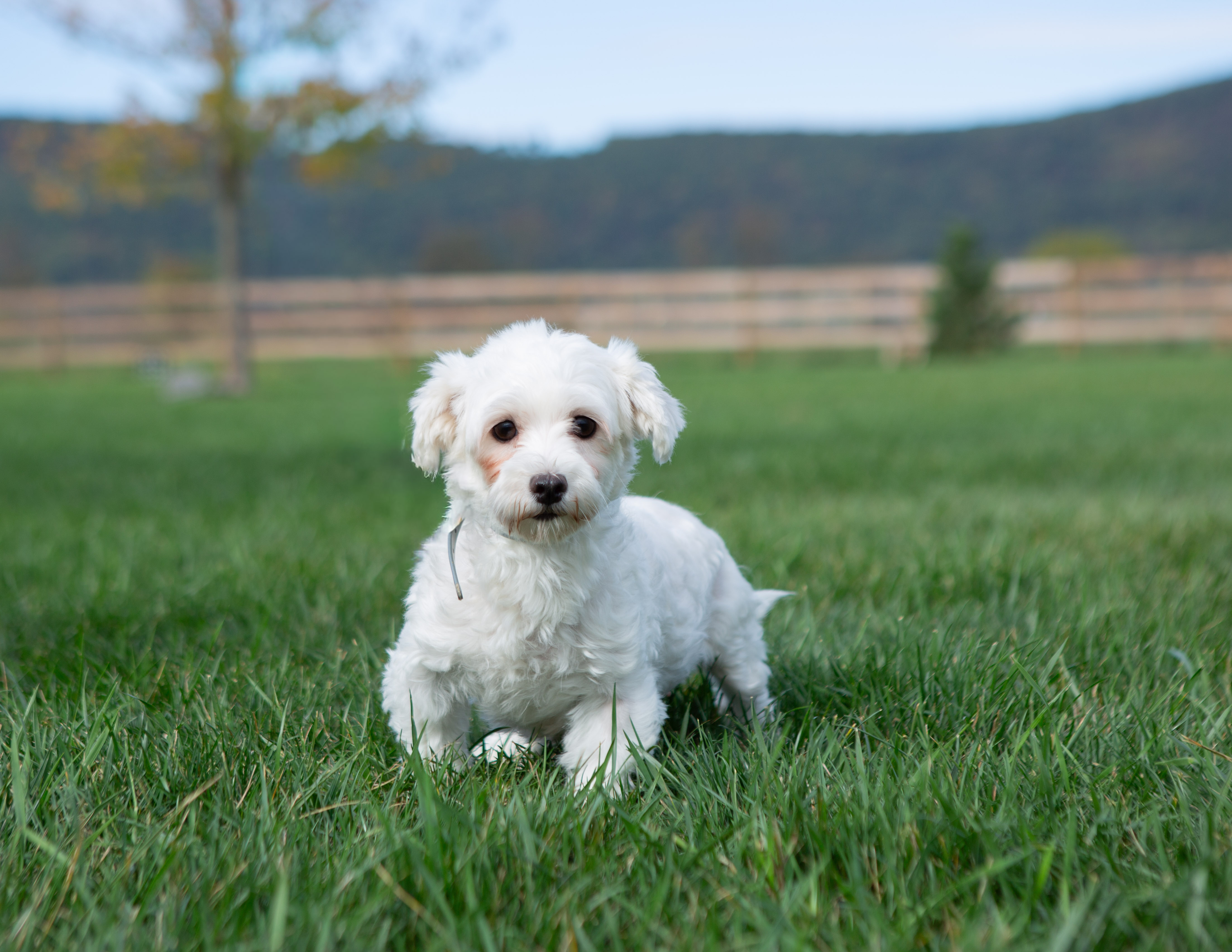 Fluffy white Maltese named Amy standing in the grass with a wooden fence and hills behind her.