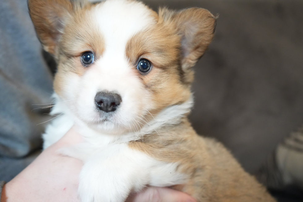 Red and white male Pembroke Welsh Corgi puppy James for sale in Jonestown PA