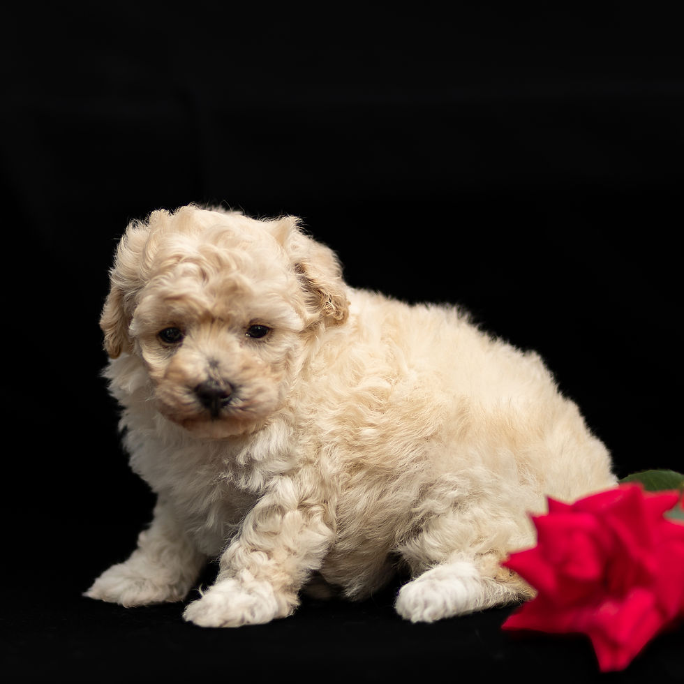 adorable female toy poodle puppy with soft apricot and cream coat for sale in lancaster county pa