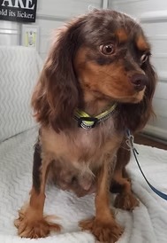 Marley, a chocolate merle Cavalier King Charles Spaniel dam at KB Goldstar Cavapoos