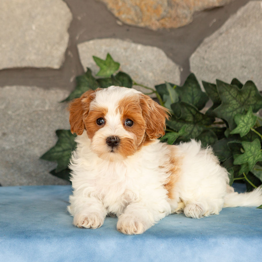 Khloe, white and apricot female Maltipoo puppy, sitting on a blue blanket