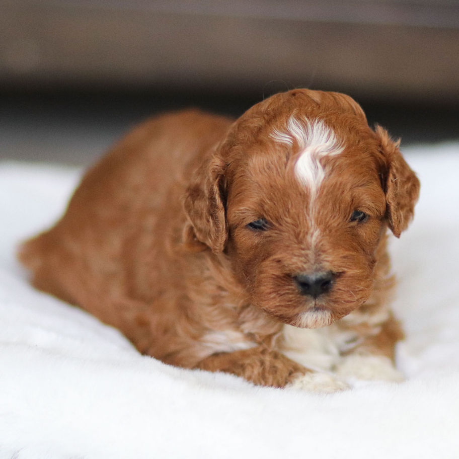 Male F1b Cavapoo puppy Hunter resting on a white blanket, apricot coat, Winnsom Puppies