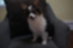 Twila female fluffy tricolor Corgi puppy for sale in Jonestown PA from Corgi Paws