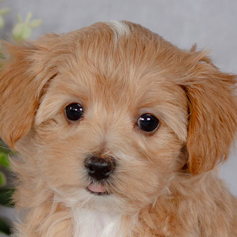 Closeup of adorable maltipoo puppy raised at Hidden Gem Puppies in Central PA near Lewisburg.