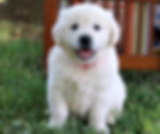 female english cream golden retriever from cottontown companions in VA