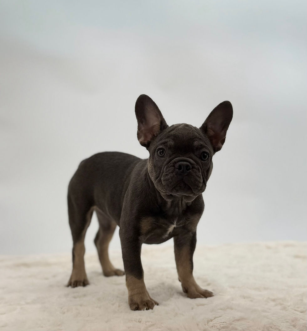 Charlotte blue and tan French Bulldog puppy standing alert on light background available for adoption Ohio