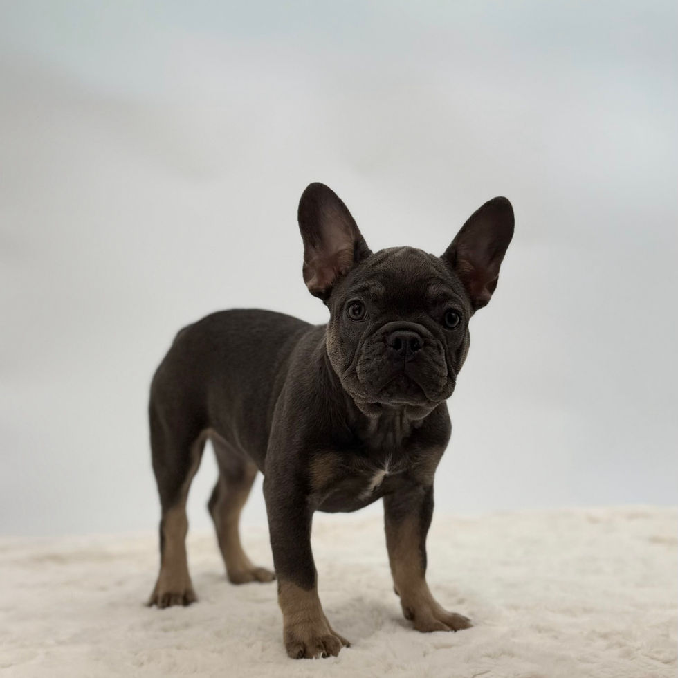 Charlotte blue and tan French Bulldog puppy standing alert on light background available for adoption Ohio