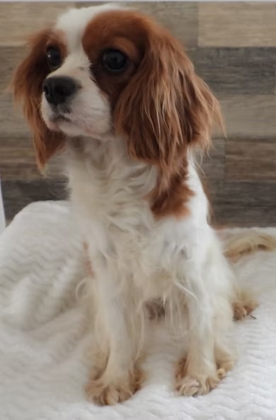 Kate, an AKC-registered Blenheim Cavalier King Charles Spaniel dam at KB Goldstar Cavapoos