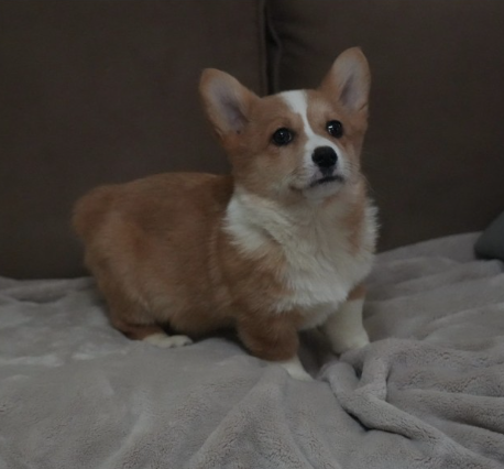 Jessica red and white corgi puppy available now family raised