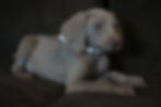 Male weimaraner puppy for sale ready to go in January 2026 in Jonestown PA