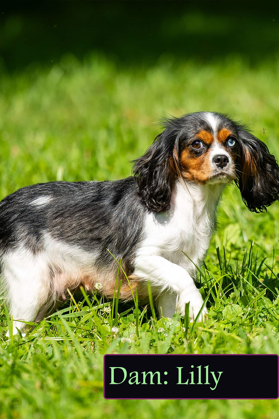 Lilly-Winnsom-Puppies-Mother.png