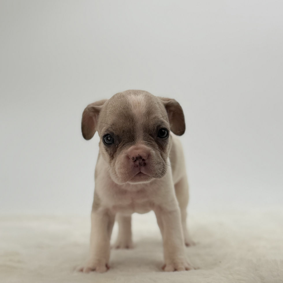 Male French Bulldog puppy Rolex standing on a white backdrop at Czar Frenchies