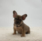 Fawn merle frenchie puppy male for sale in ohio