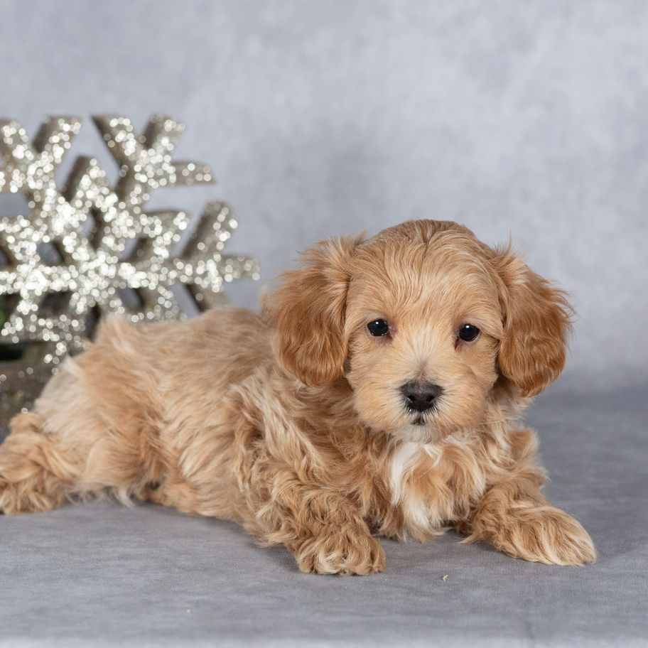 Apricot Maltipoo puppy Ranger male laying down for sale in PA with teddy bear face