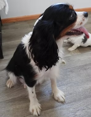 Dottie, an AKC-registered black tri Cavalier King Charles Spaniel dam at KB Goldstar Cavapoos