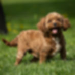 Apricot Cavapoo mother dog outdoors on grass, Redbird of Winnsom Puppies