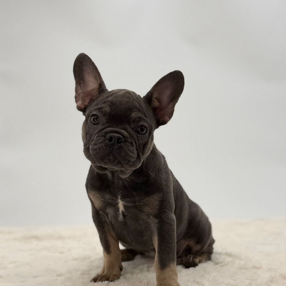 Charlotte blue and tan French Bulldog puppy sitting facing forward in studio setting for sale Ohio Czar Frenchies