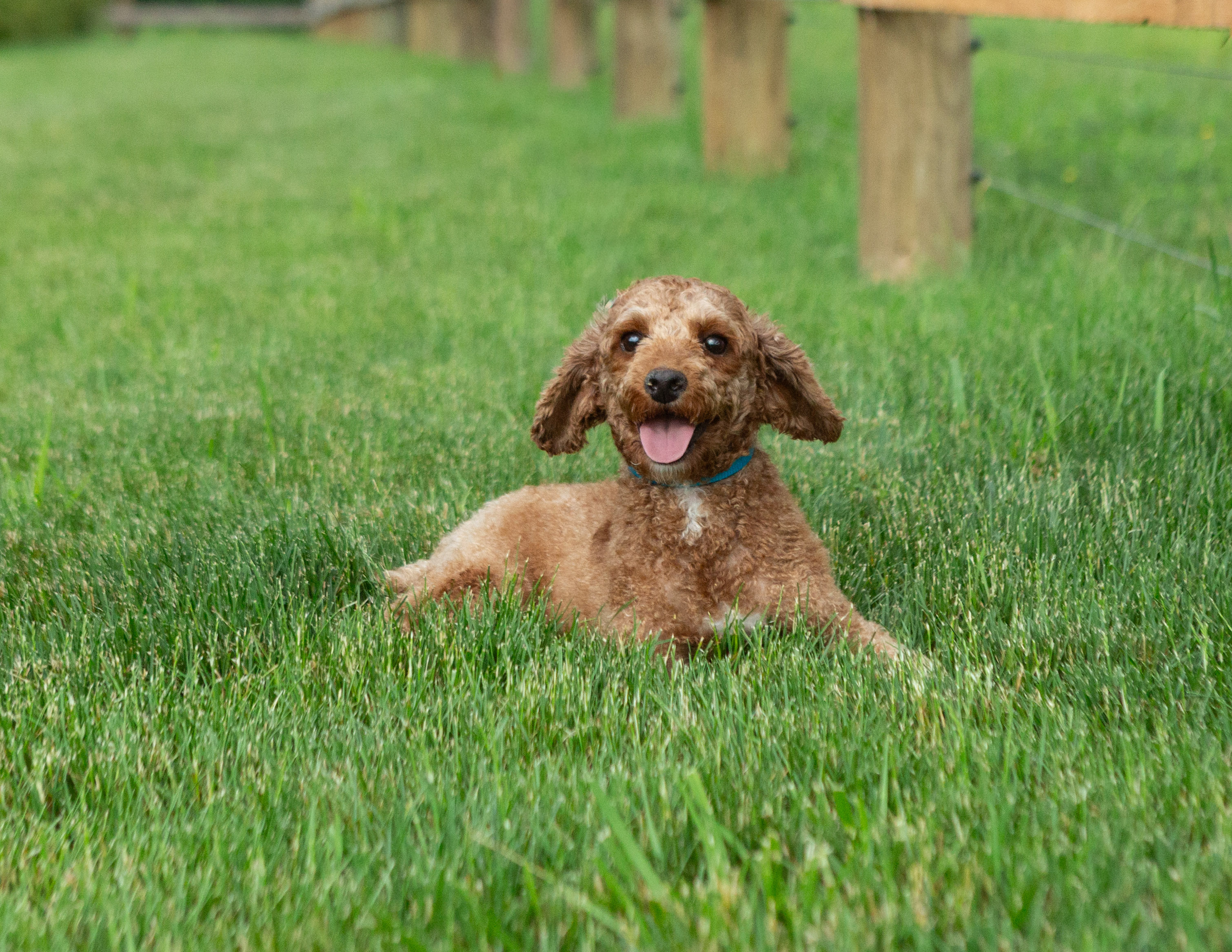 Magnolia female dam poodle at hidden gem puppies in PA