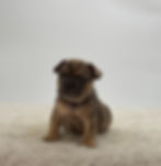 Pedro fawn merle French Bulldog puppy sitting on soft cream blanket – male French Bulldog puppy for sale