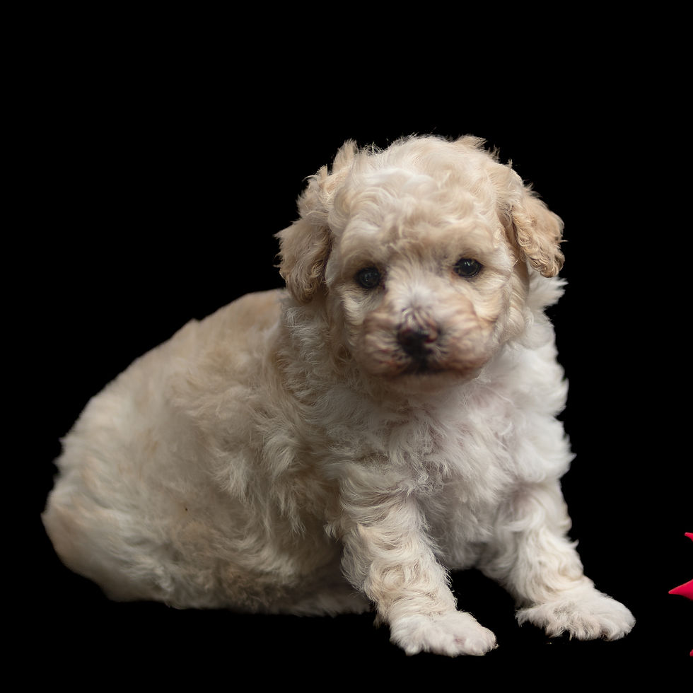 Female apricot and cream colored toy poodle named Ashley for sale in Lancaster county PA
