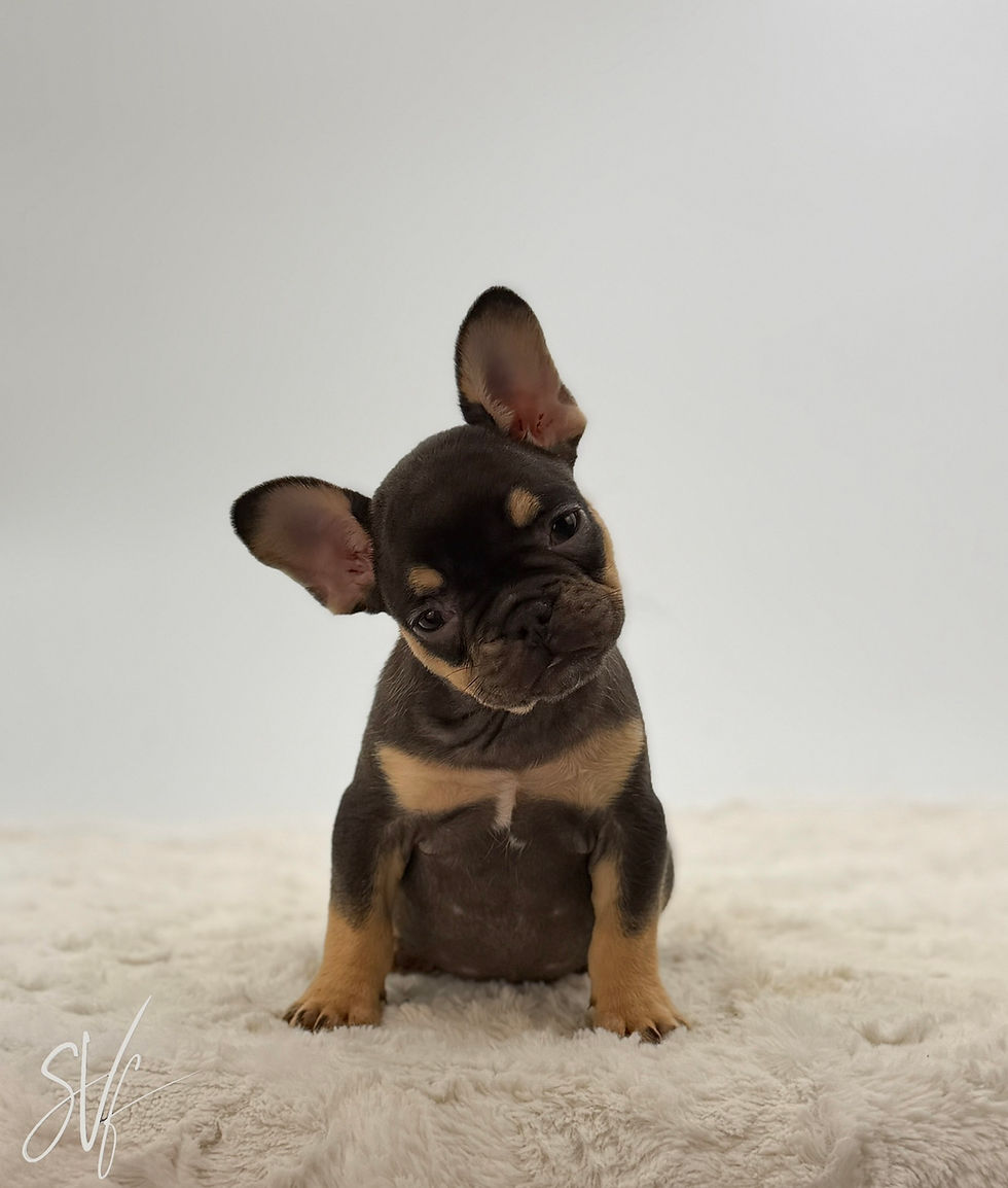 Chocolate and tan female French Bulldog puppy Stacy sitting and looking forward at Czar Frenchies Ohio