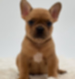 Czar puppy 2.jpg