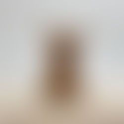 Young French Bulldog puppy raised in a family home by a responsible Ohio breeder