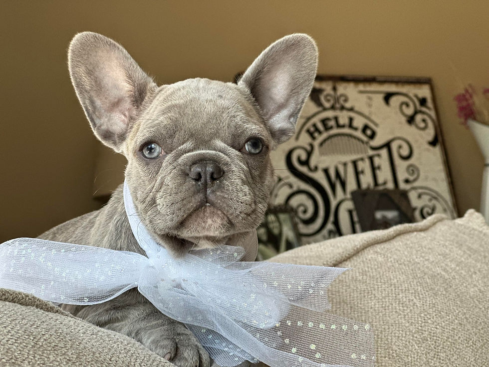 Friendly French Bulldog puppy from Czar Frenchies sitting on a cozy blanket.