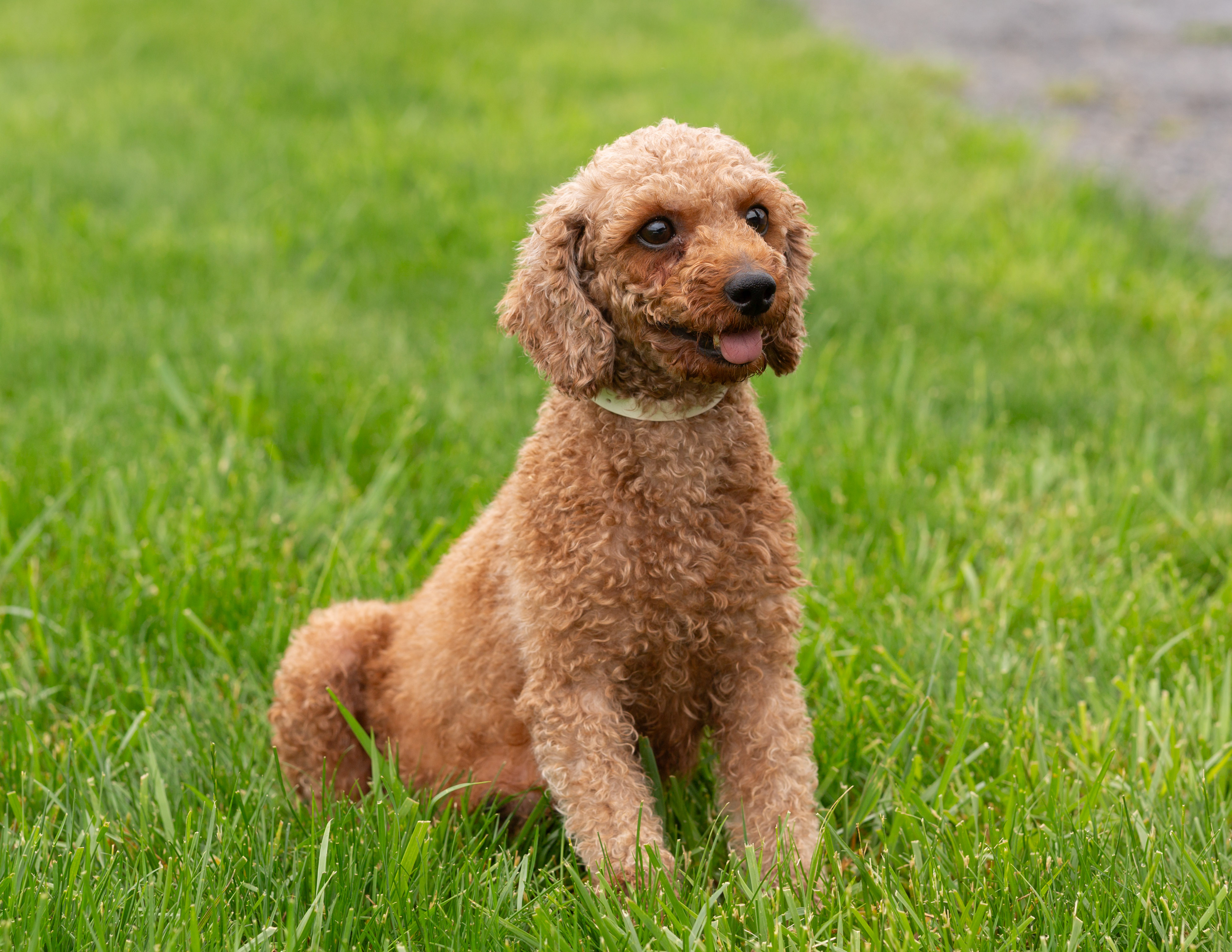 Pepper female miniature poodle at hidden gem puppies.jpg