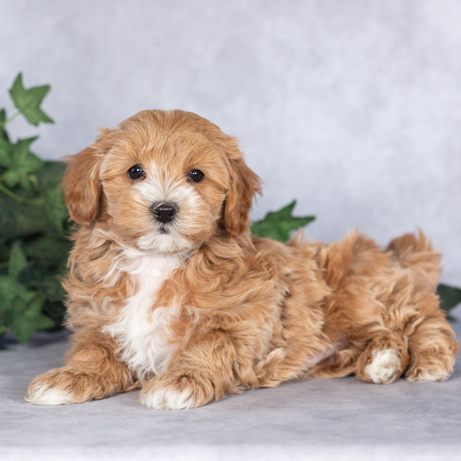 Family raised apricot Maltipoo puppy Murray ready for his forever home