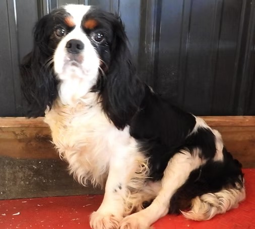 Chelsea, a black, white, and tan Cavalier parent dog