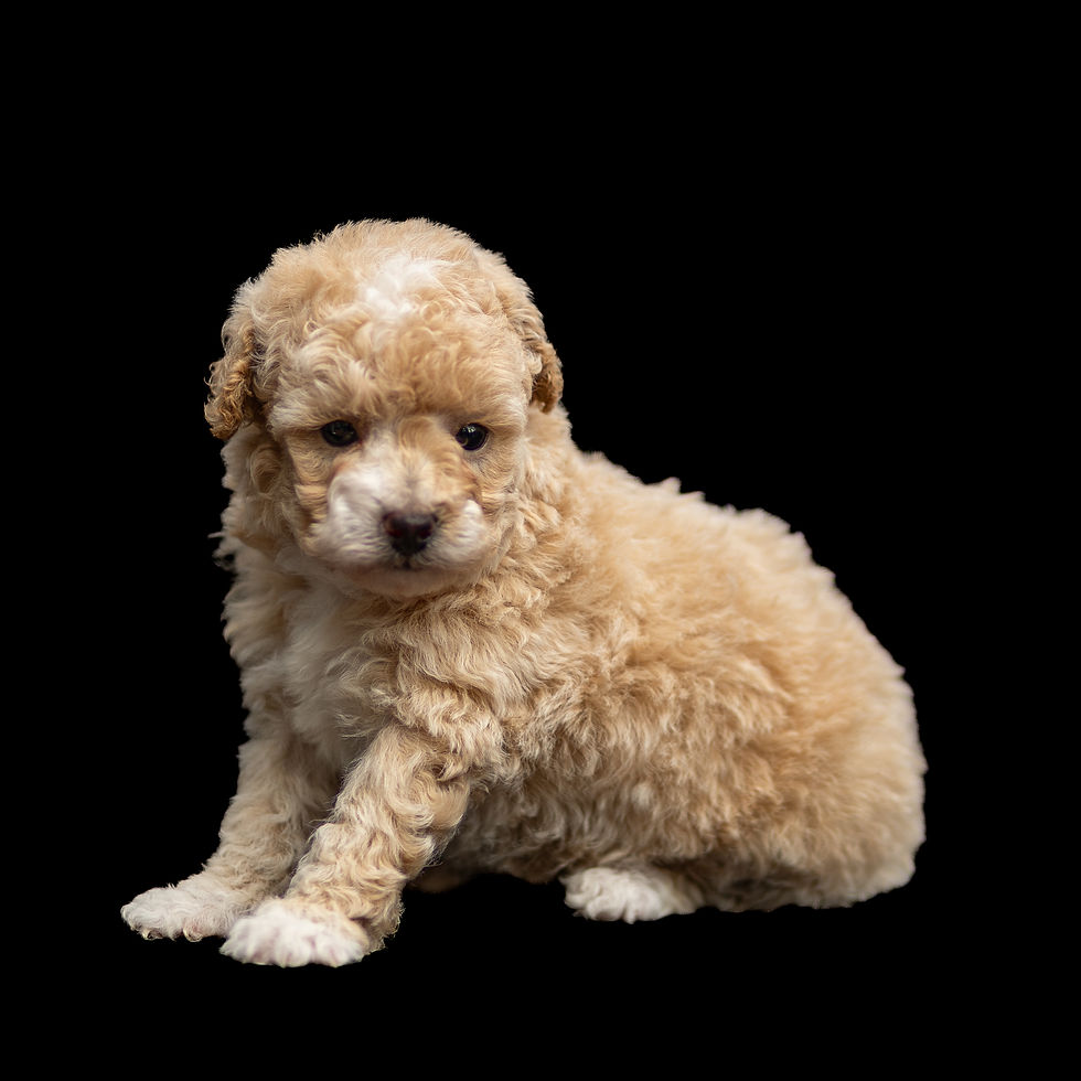 Nora female toy poodle puppy with apricot and cream coat for sale in Lancaster pa