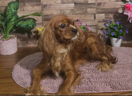 Raina a ruby cavalier king charles spaniel dam at kb goldstar cavapoos in KY