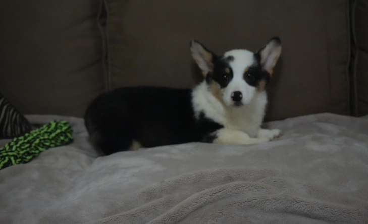 Male merle corgi puppy Nate sitting on sofa ready to be adopted