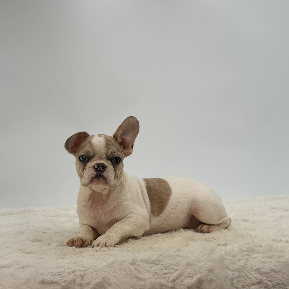 Jada lilac merle pied French Bulldog puppy sitting alert – rare colored female Frenchie puppy available