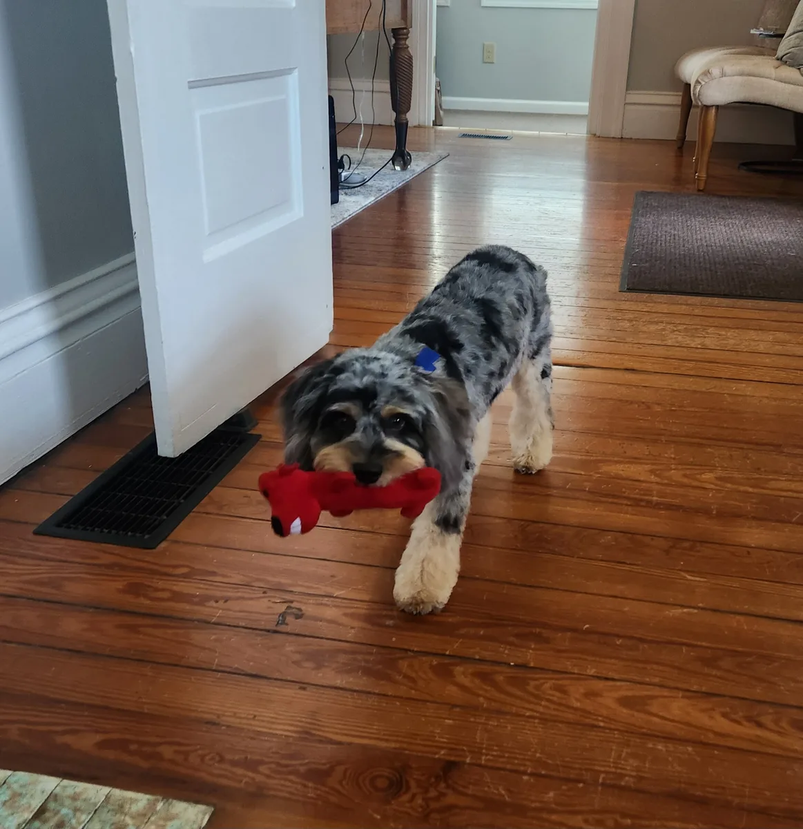 Rocky carrying a red toy at home