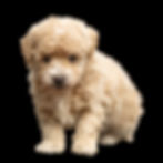 Male toy poodle with apricot coat for sale in Lancaster County PA