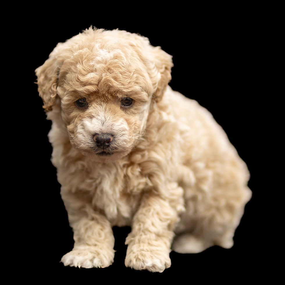 Male toy poodle with apricot coat for sale in Lancaster County PA