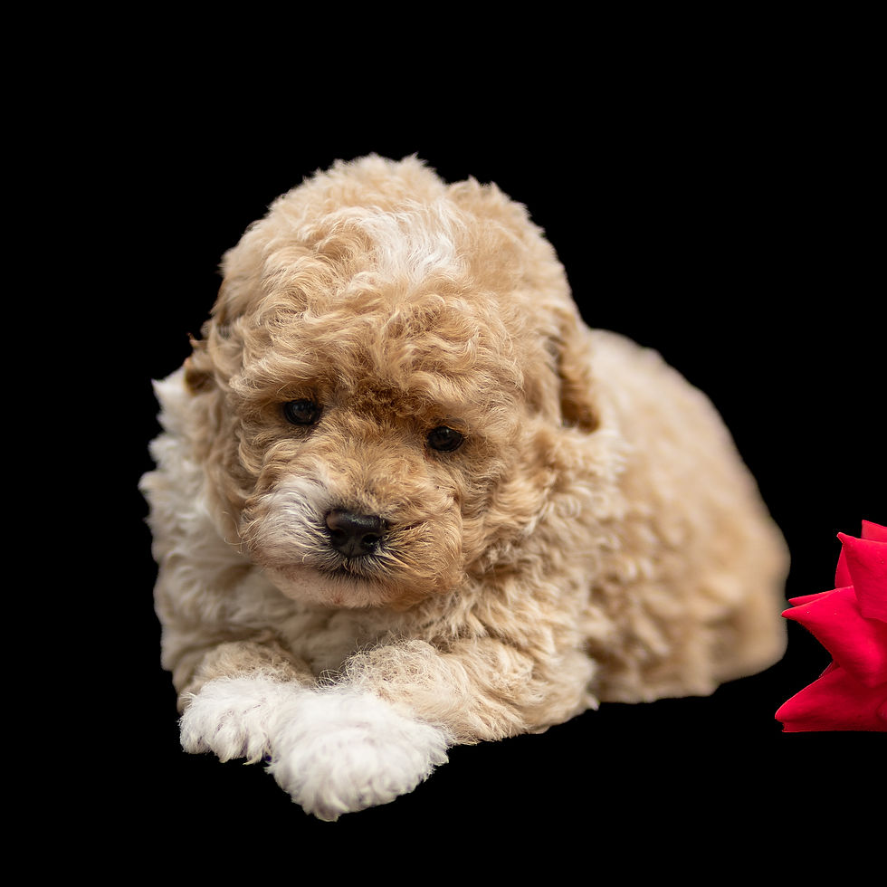 Male toy poodle puppy for sale with a soft apricot and cream coat in Lancaster PA
